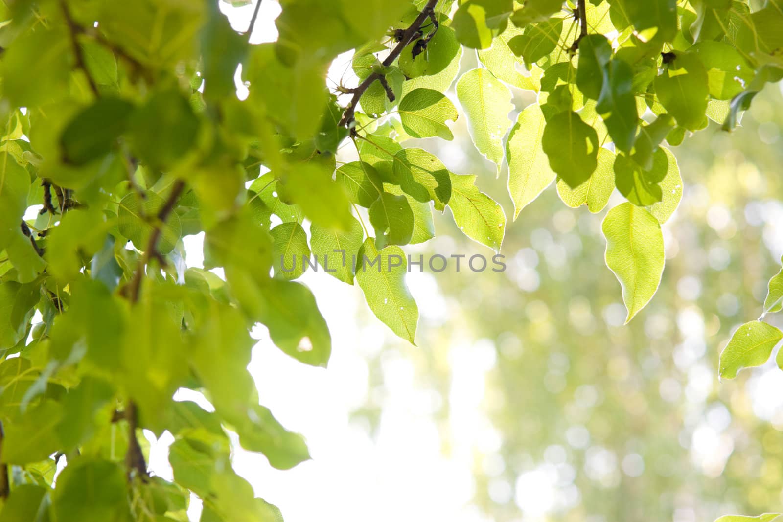 Sun shining through pear-tree leafs