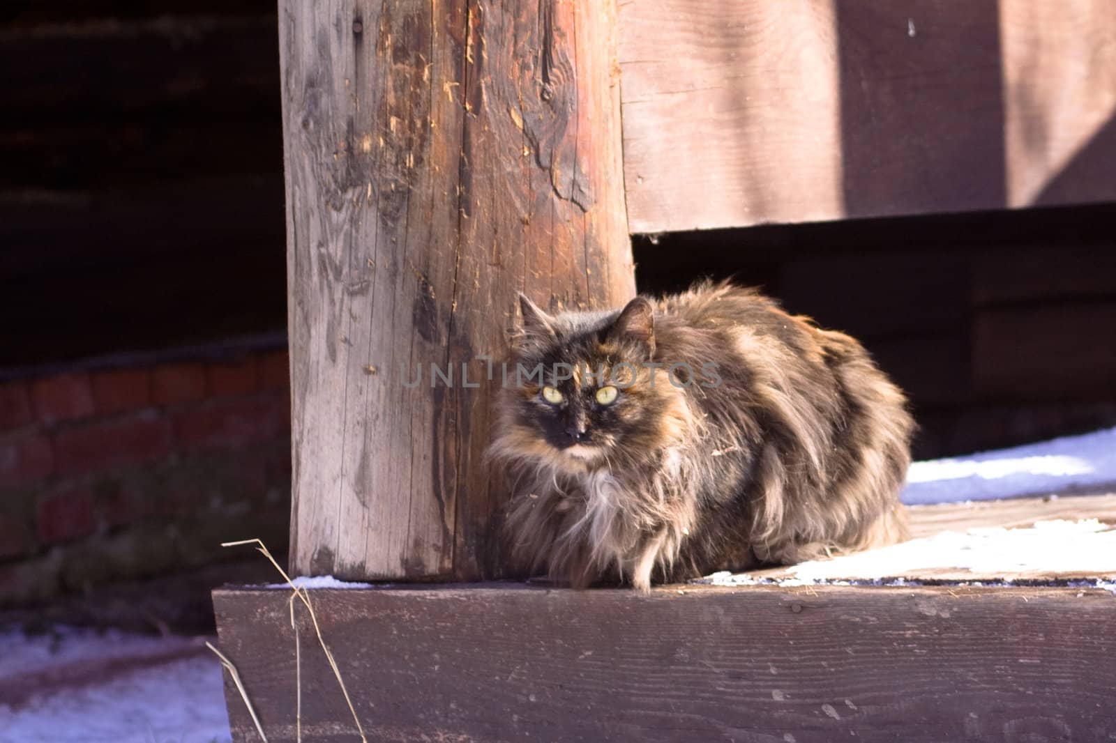 Brown tabby fluffy cat sitting on a porch of a country house
