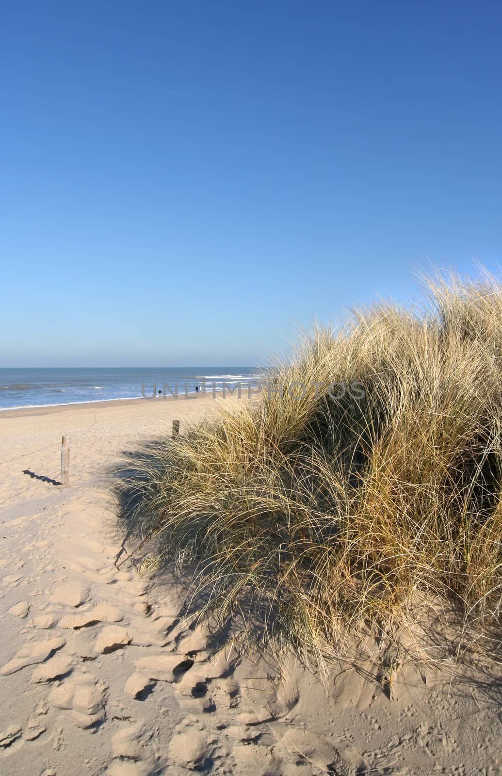 Path to the beach across the dunes in Holland