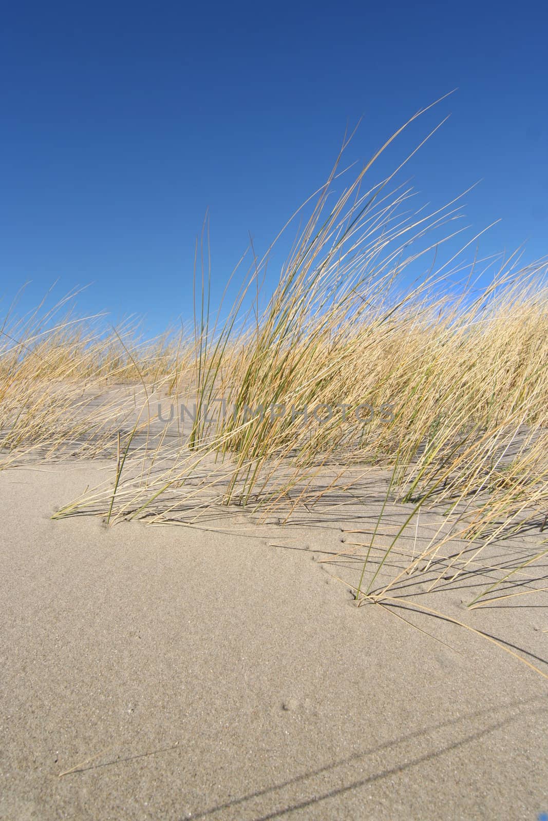 Dune grass with blue sky in Holland