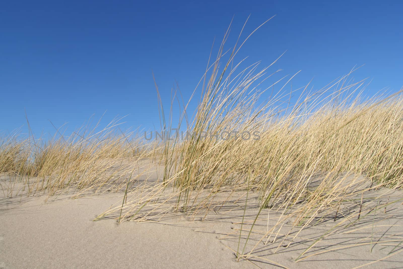 Dune grass on the Dutch coast