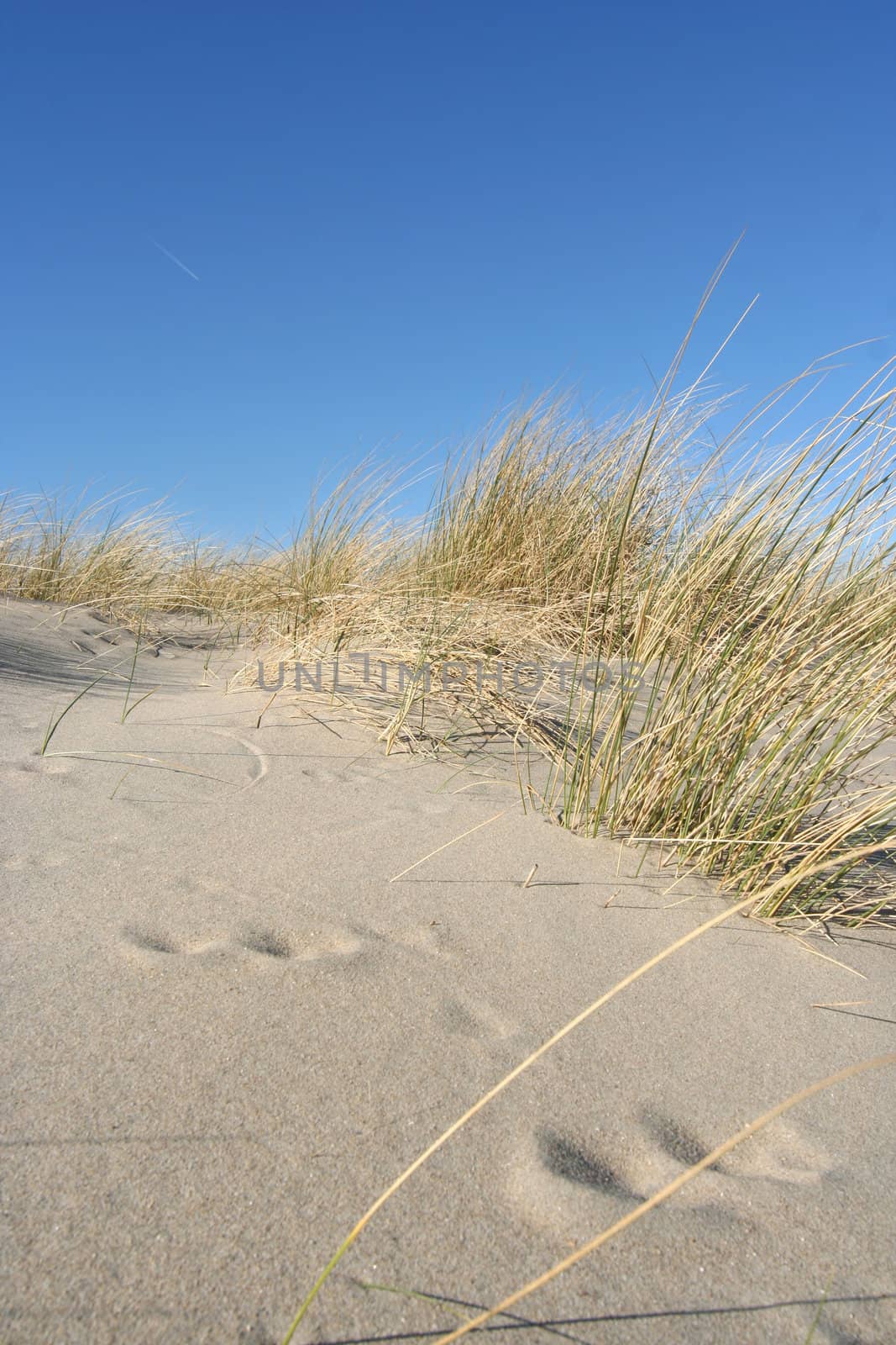 Rabbit prints in the dunes