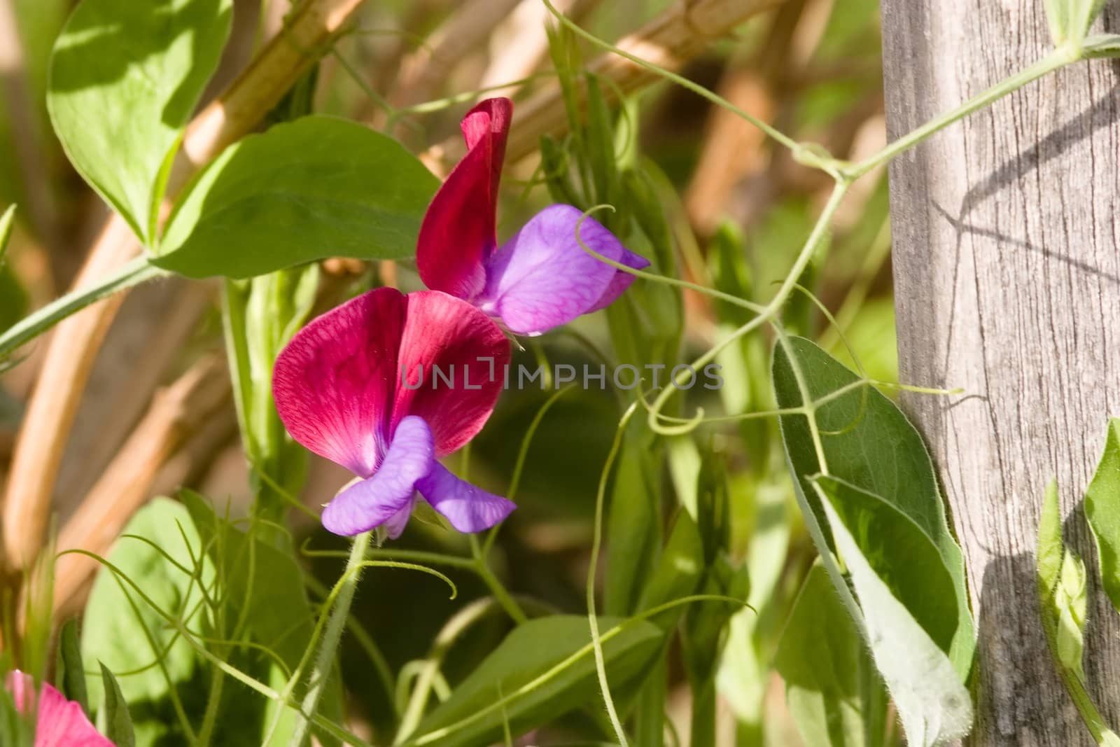 Sweet Pea (Lathyrus odoratus) is a flowering plant in the genus Lathyrus in the family Fabaceae (legumes), native to the eastern Mediterranean region from Sicily east to Crete.