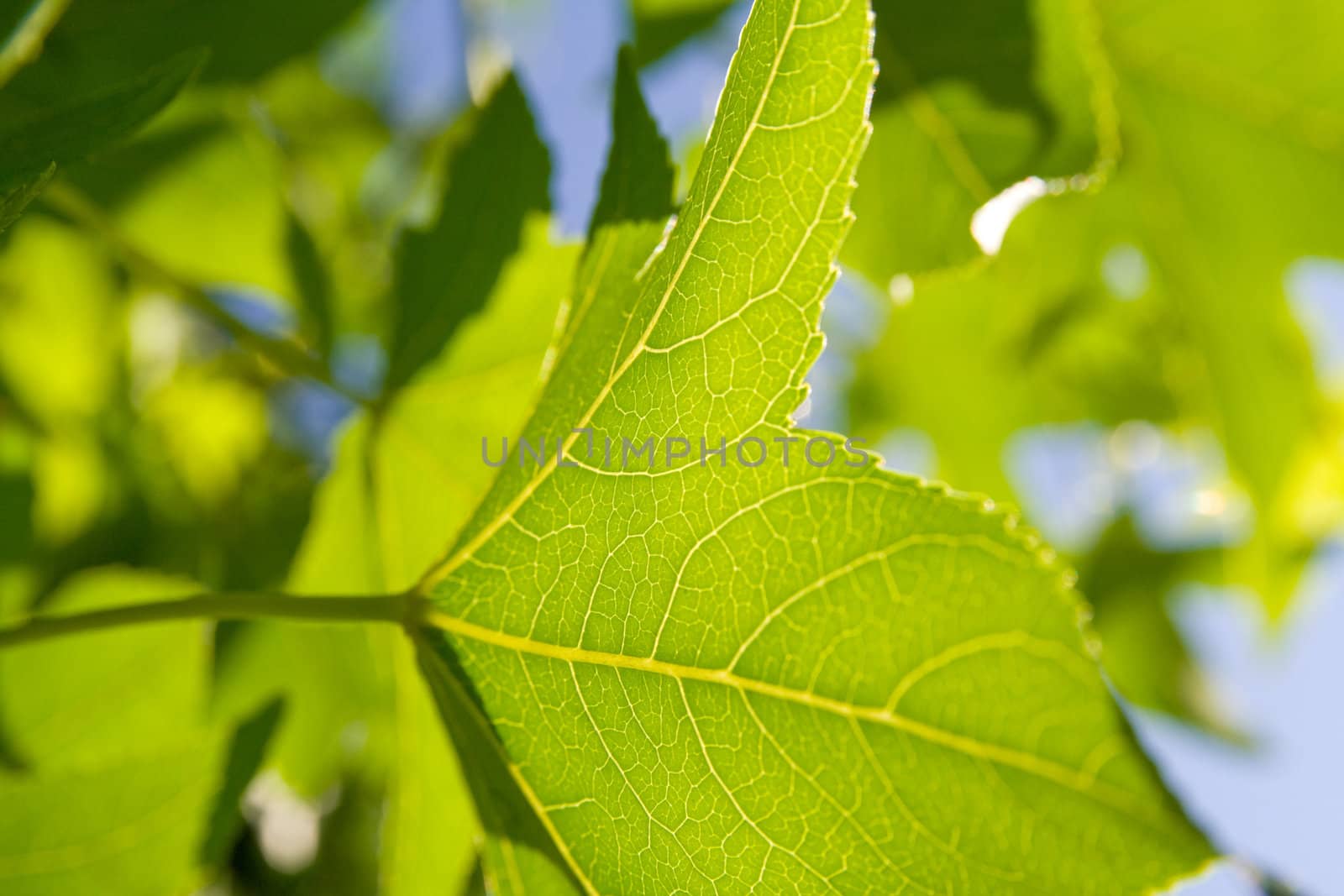 Background image of multiple leaves with veins.