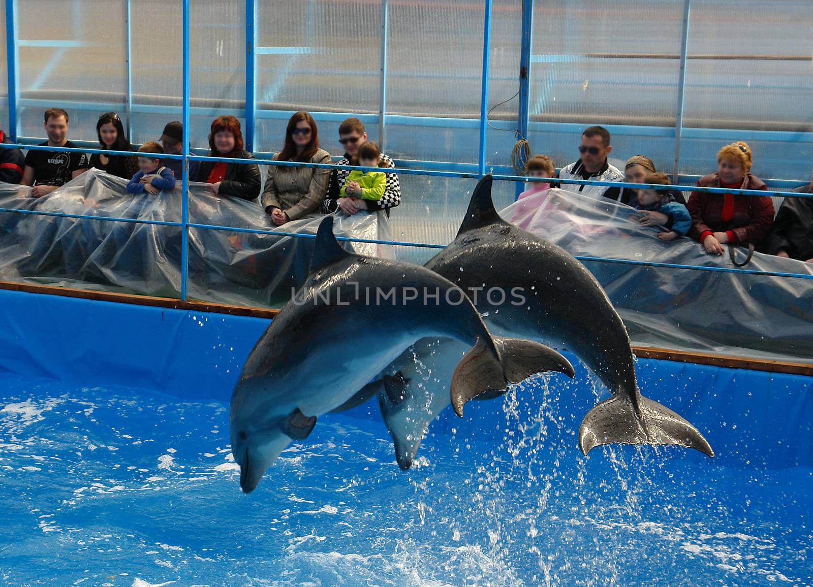 Dolphins in a delphinarium 