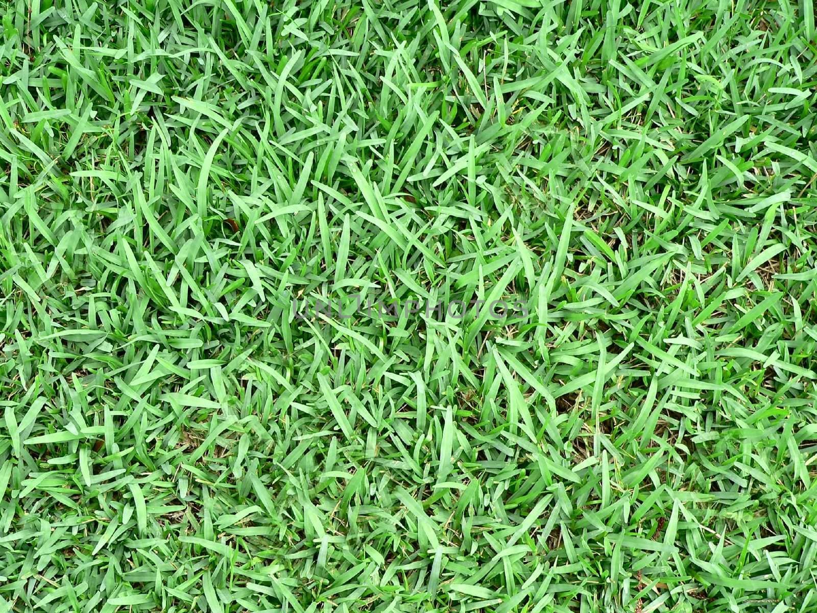 background texture of St Augustine grass