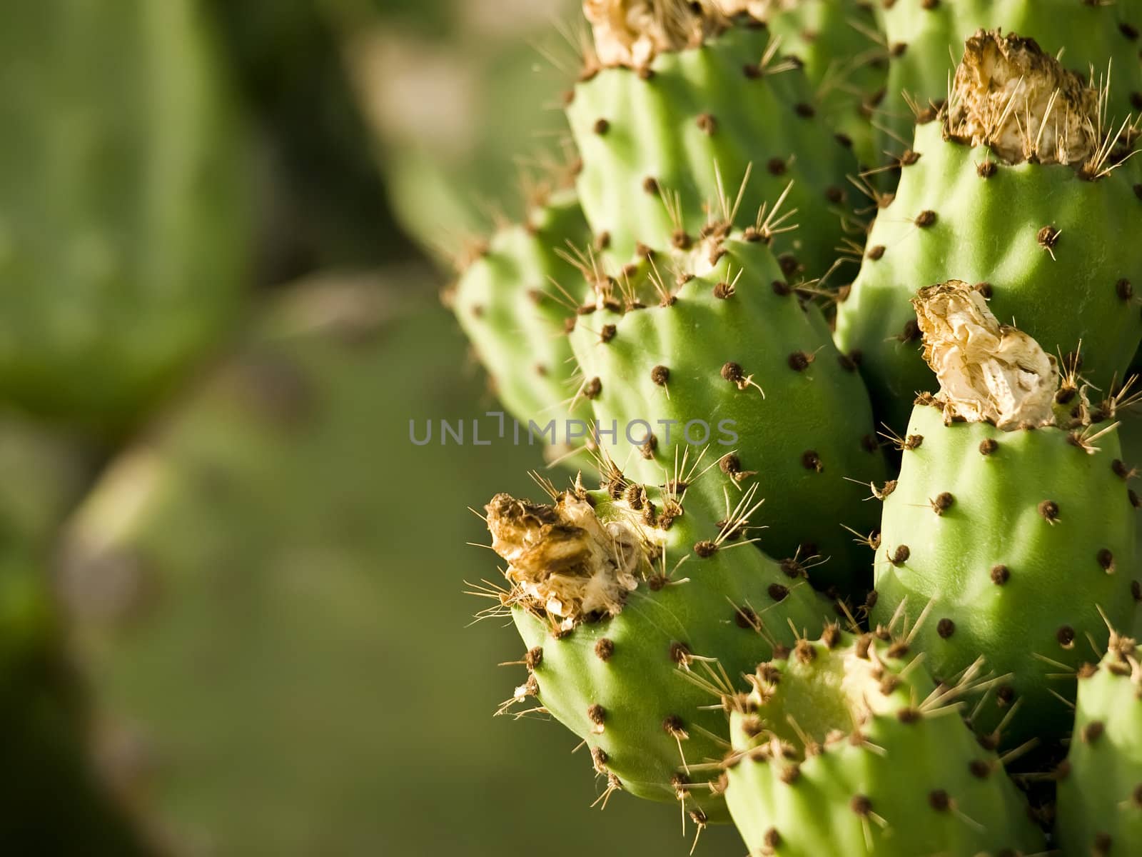 Mediterranean prickly pears also known as figs