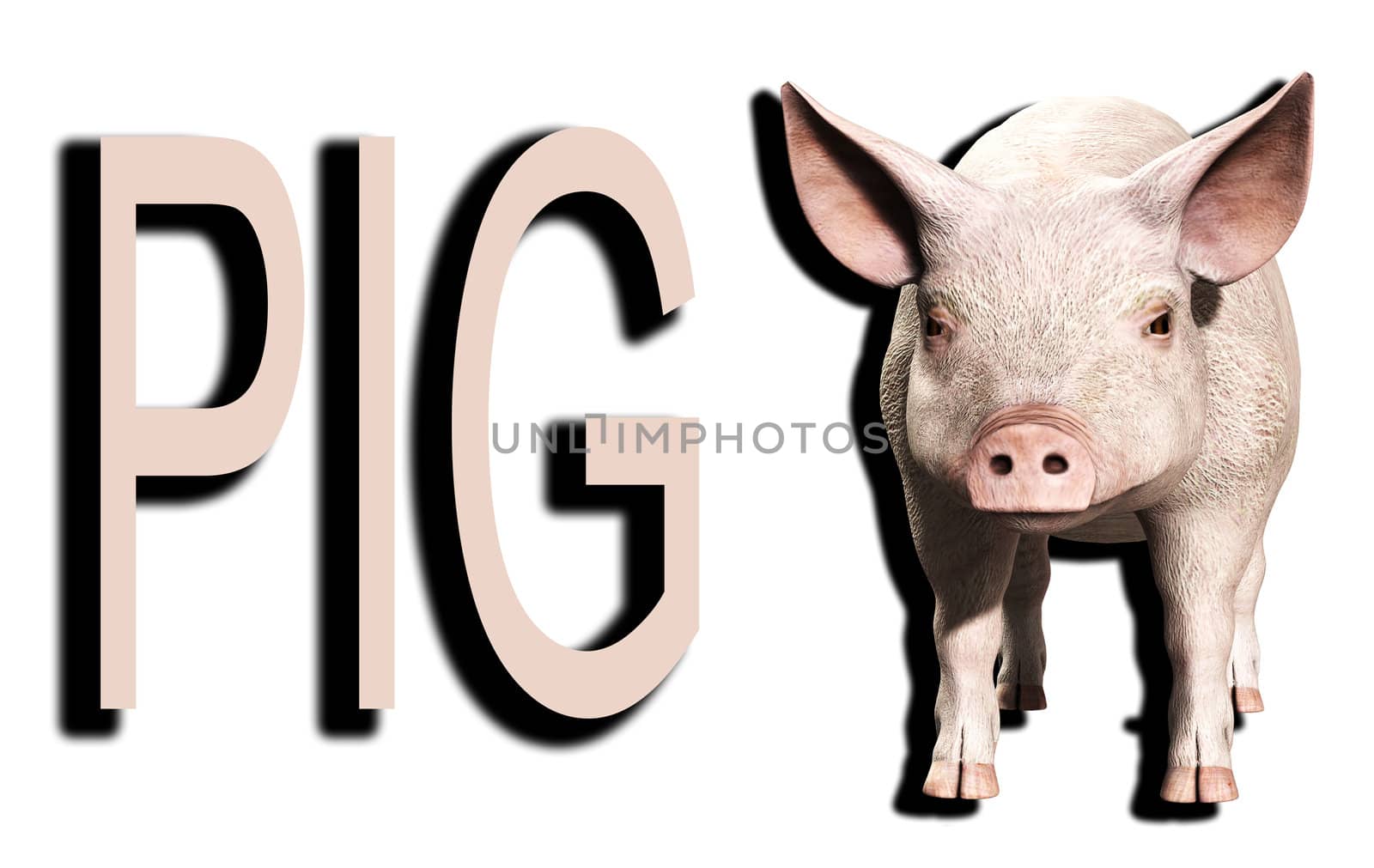 A simple image of a pink farm pig.