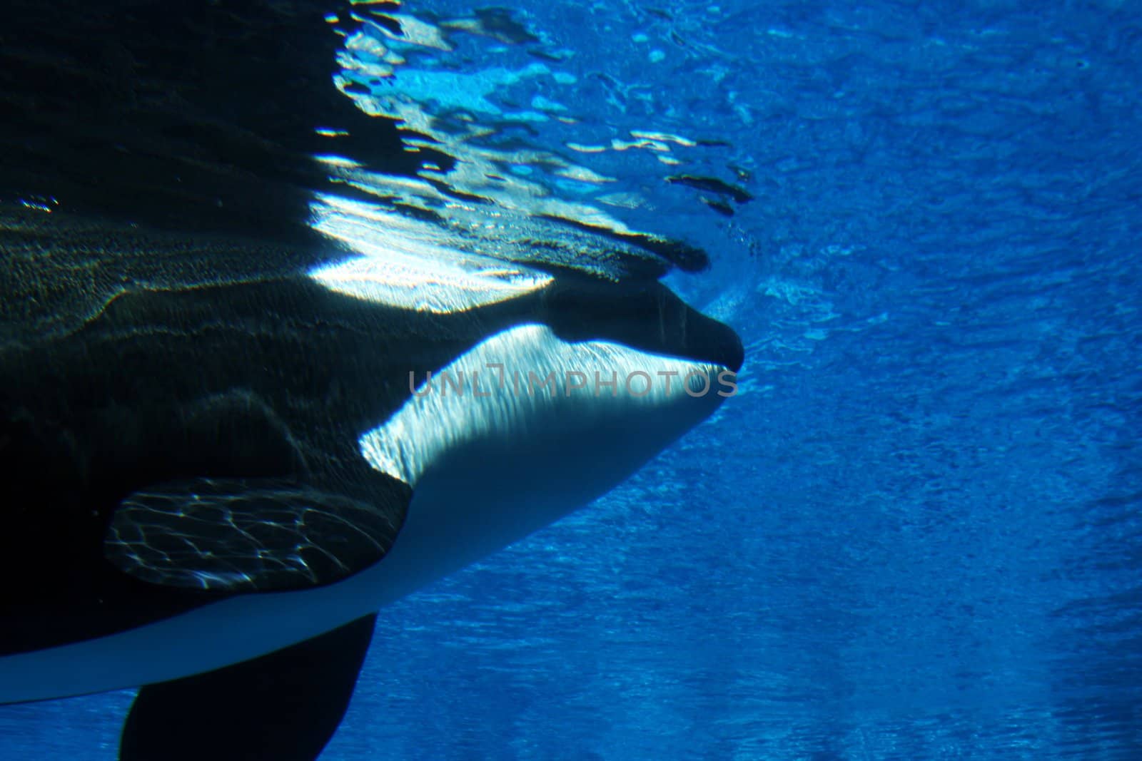 Underwater image of a killer whale
