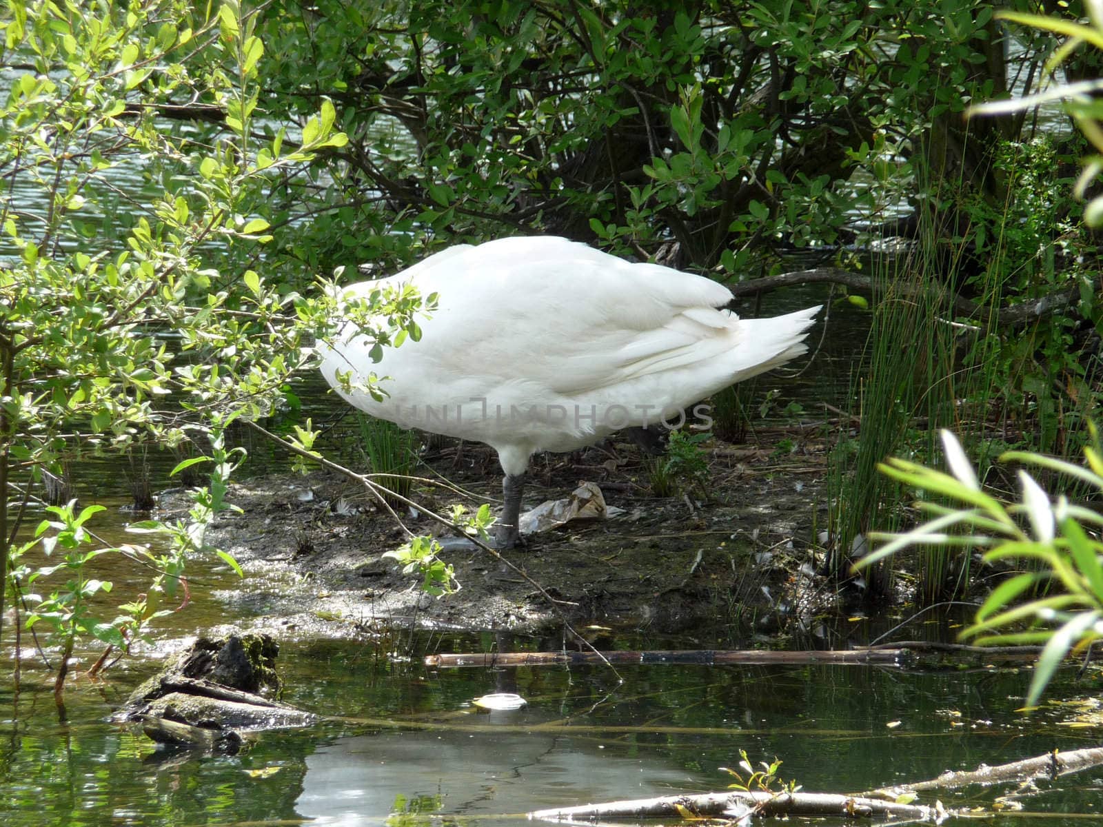 
A image of a swan resting on some mud next to a lake