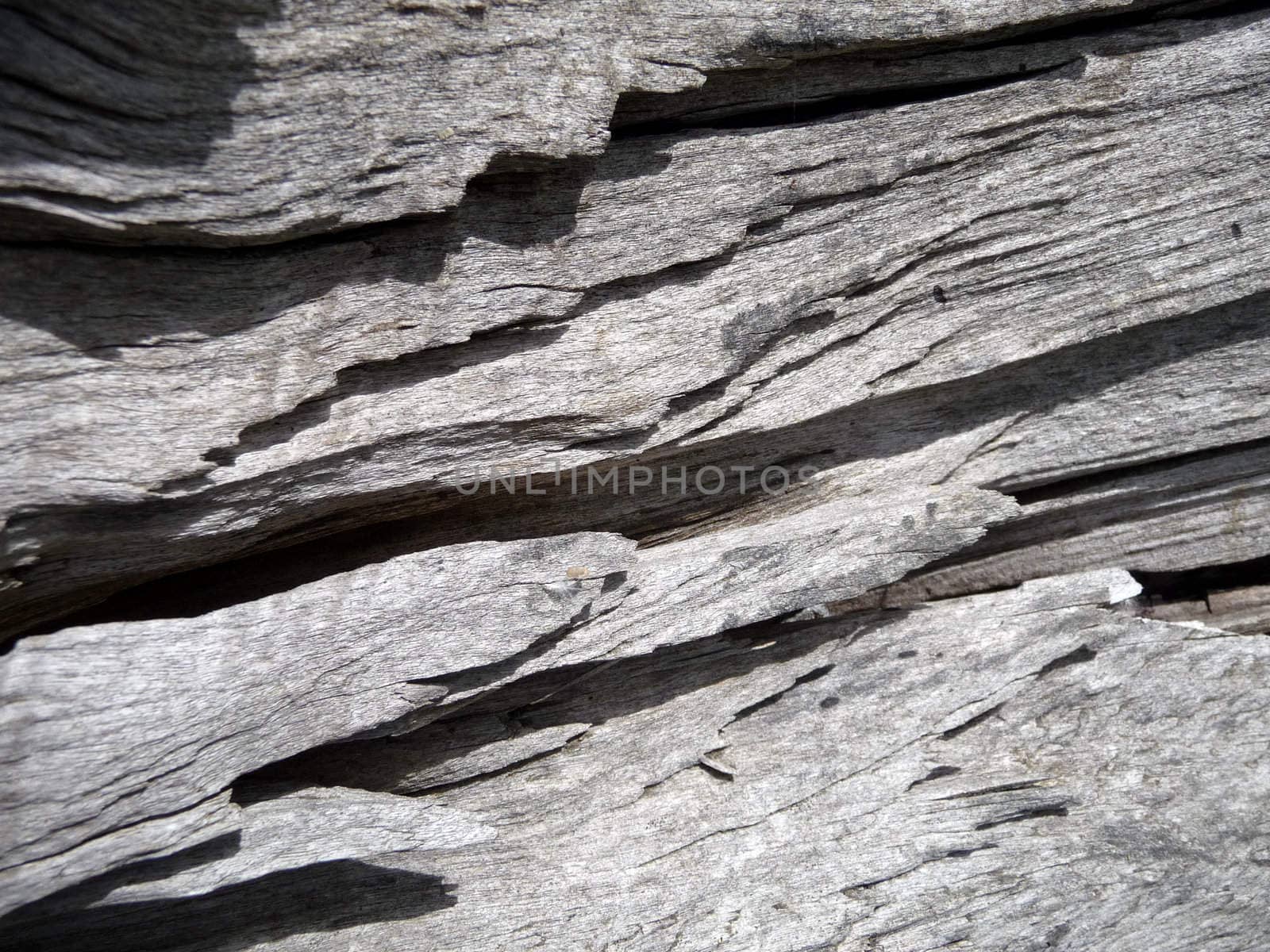 A abstract close up photograph of the wood from a dead tree.