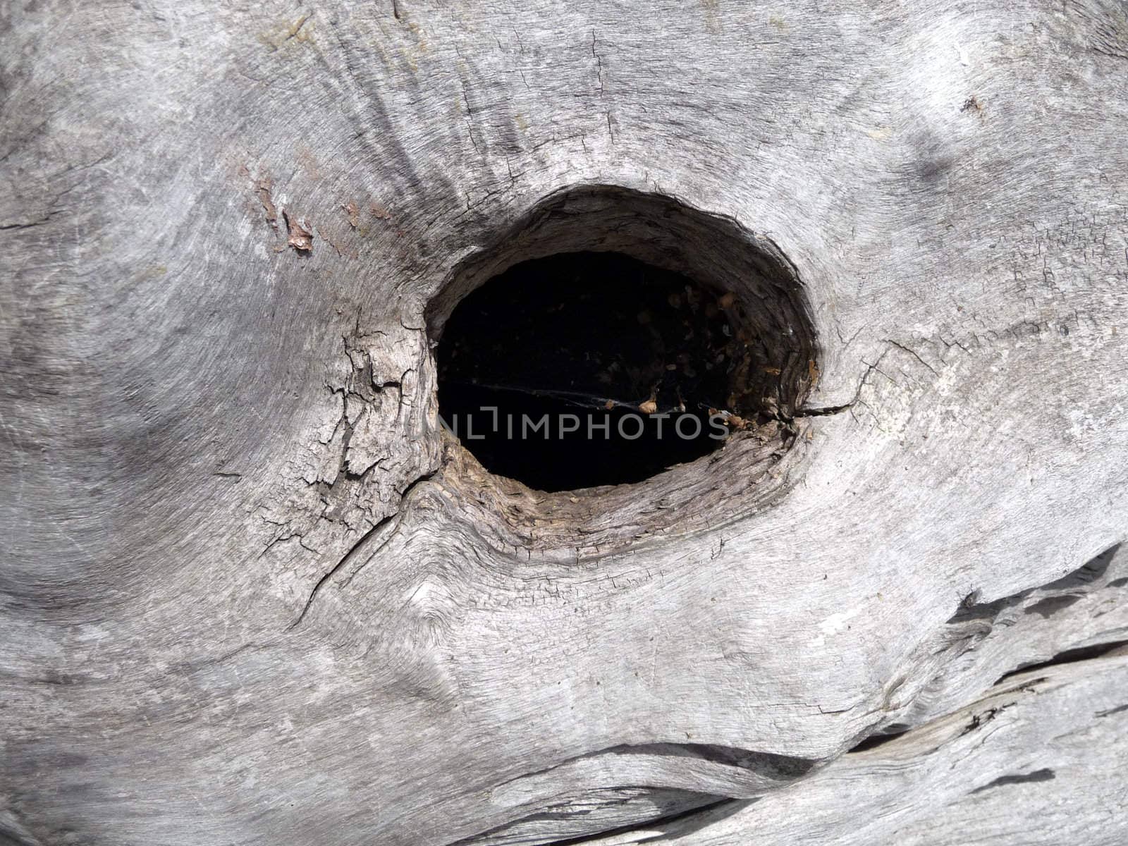 A abstract close up photograph of the wood from a dead tree.