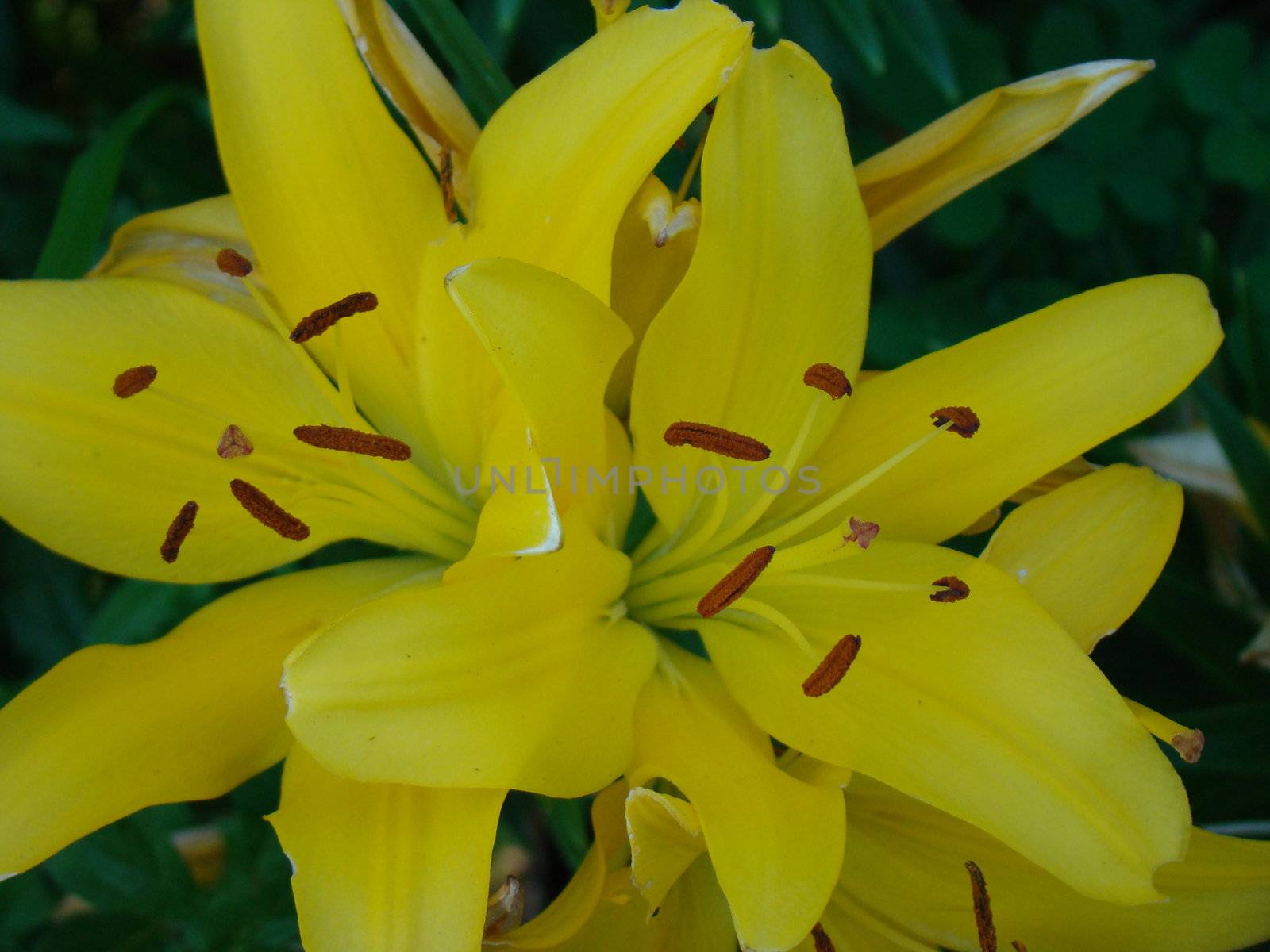yellow tiger lilly with surrounding flora such as bud about to open leafs.