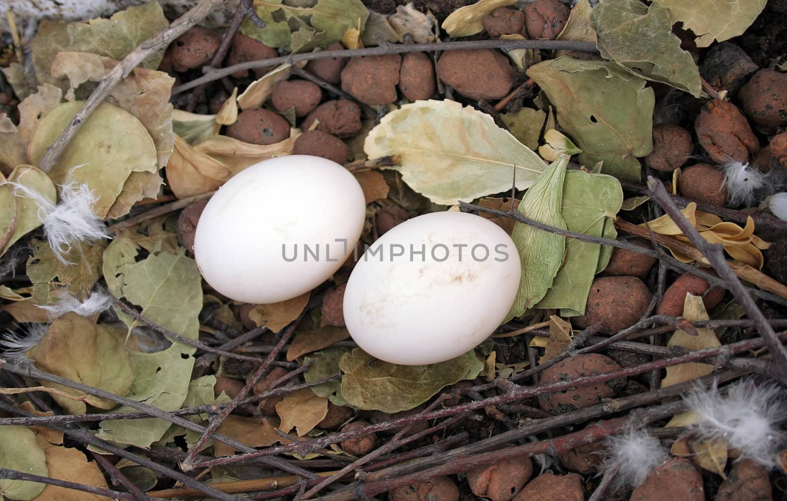 Two pigeon eggs on my balcony in Hamburg in June. The leaves and the clay pellets had already been there, the birds only added the twigs and the eggs.