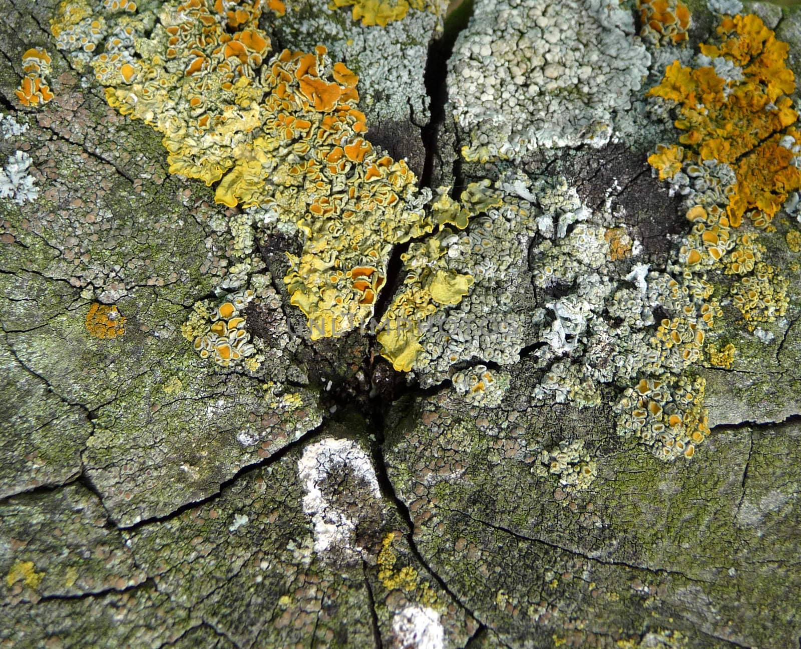 A photograph of some Lichen on wood it would make an interesting texture background.