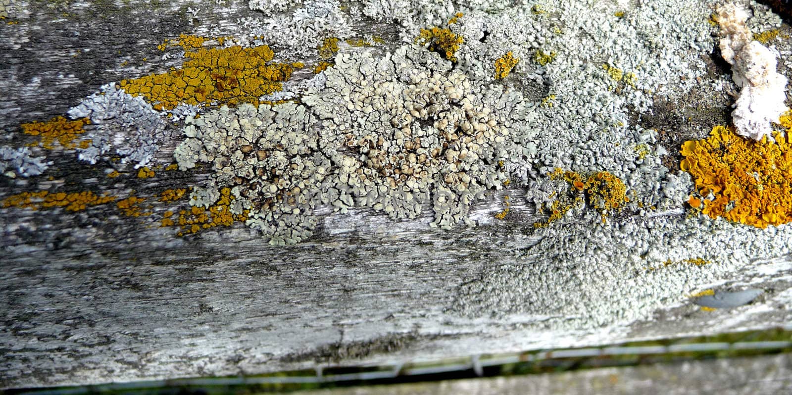 A photograph of some Lichen on wood it would make an interesting texture background.