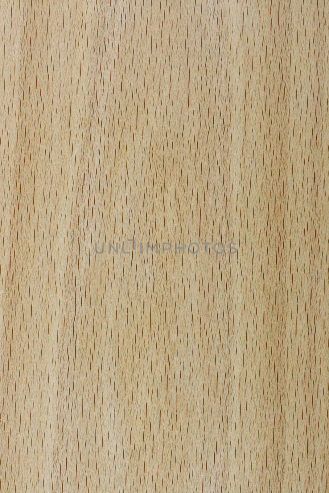 Macro background image of a real wooden texture - birch or ash