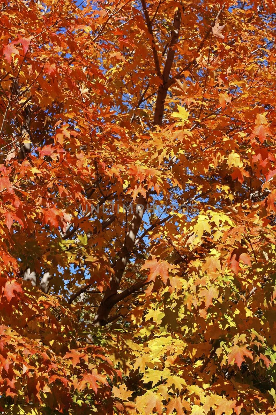 maple tree with beautiful fall colors in the morning light
