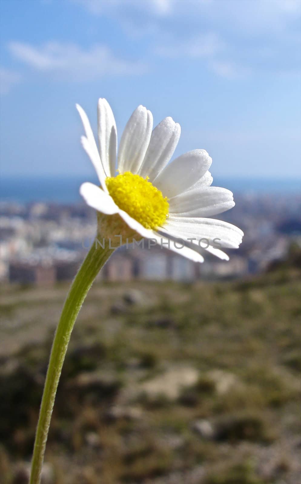 Flower in the sun