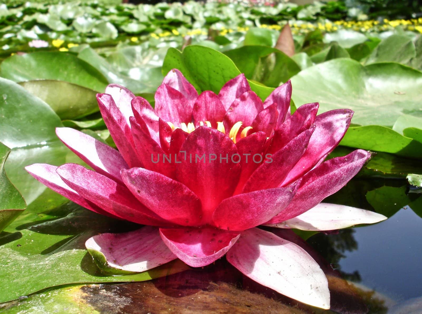  Red Water Lilly