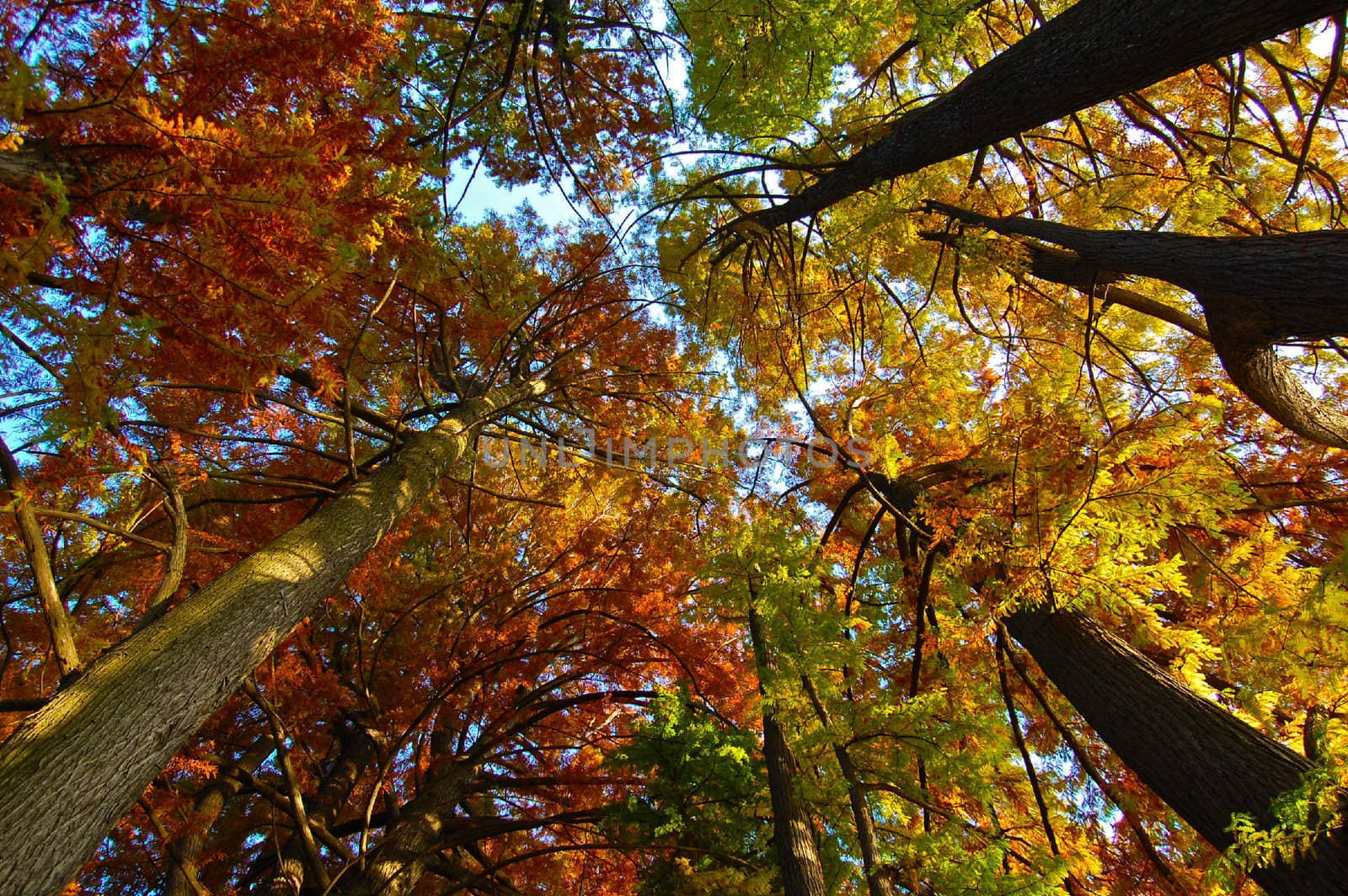  Autumn Colors