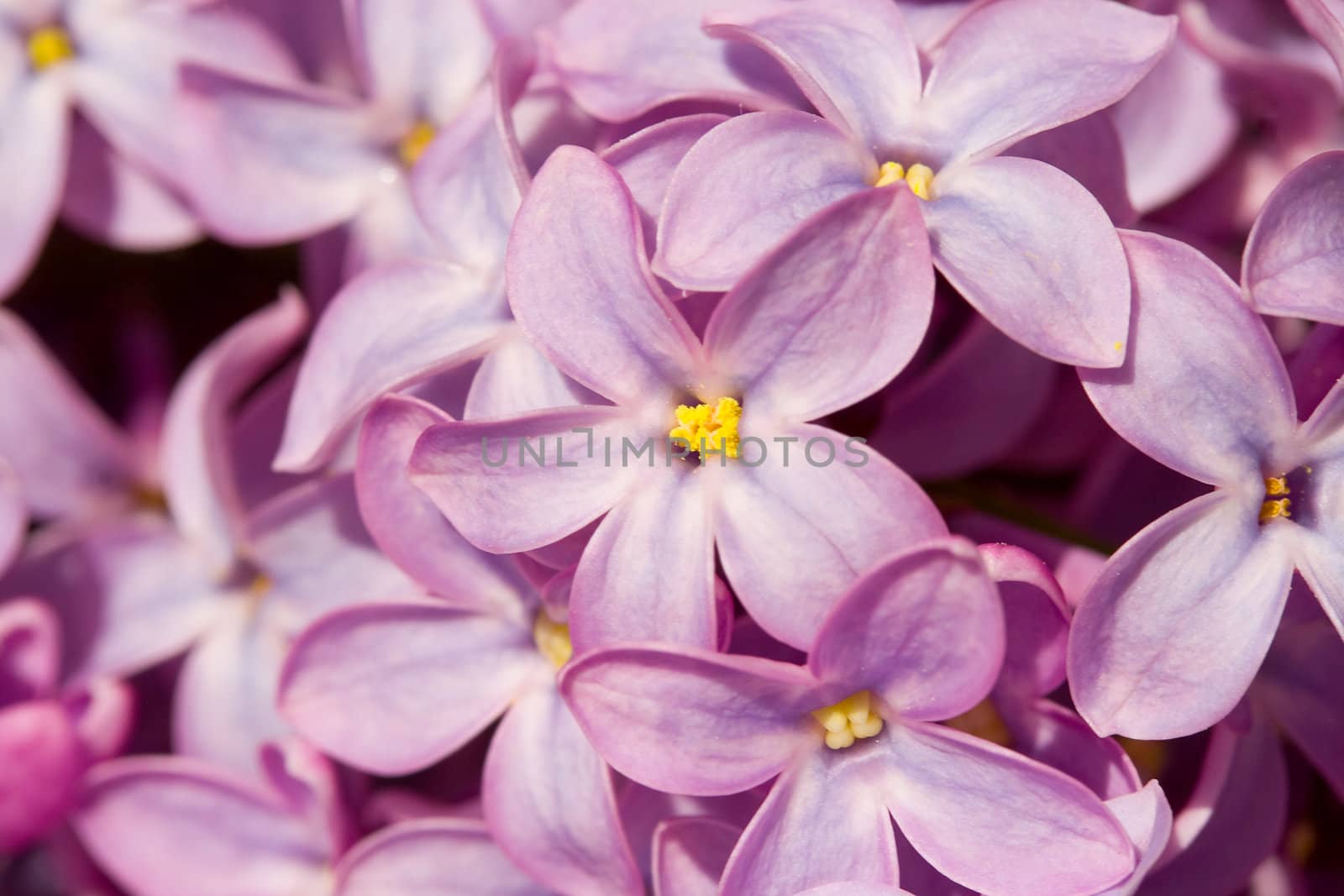 close-up five petals lilac flower macro