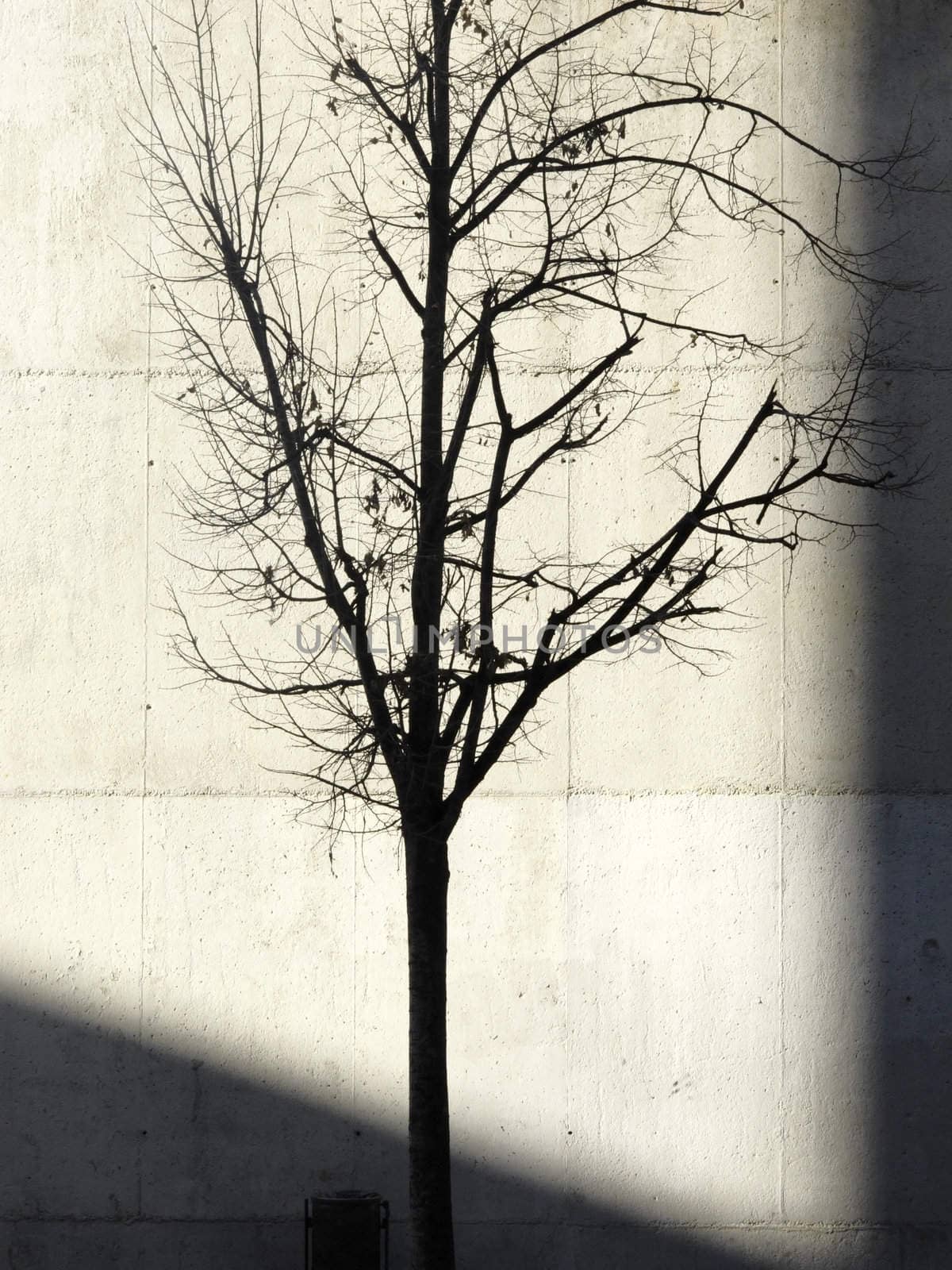 tree by cspcsp