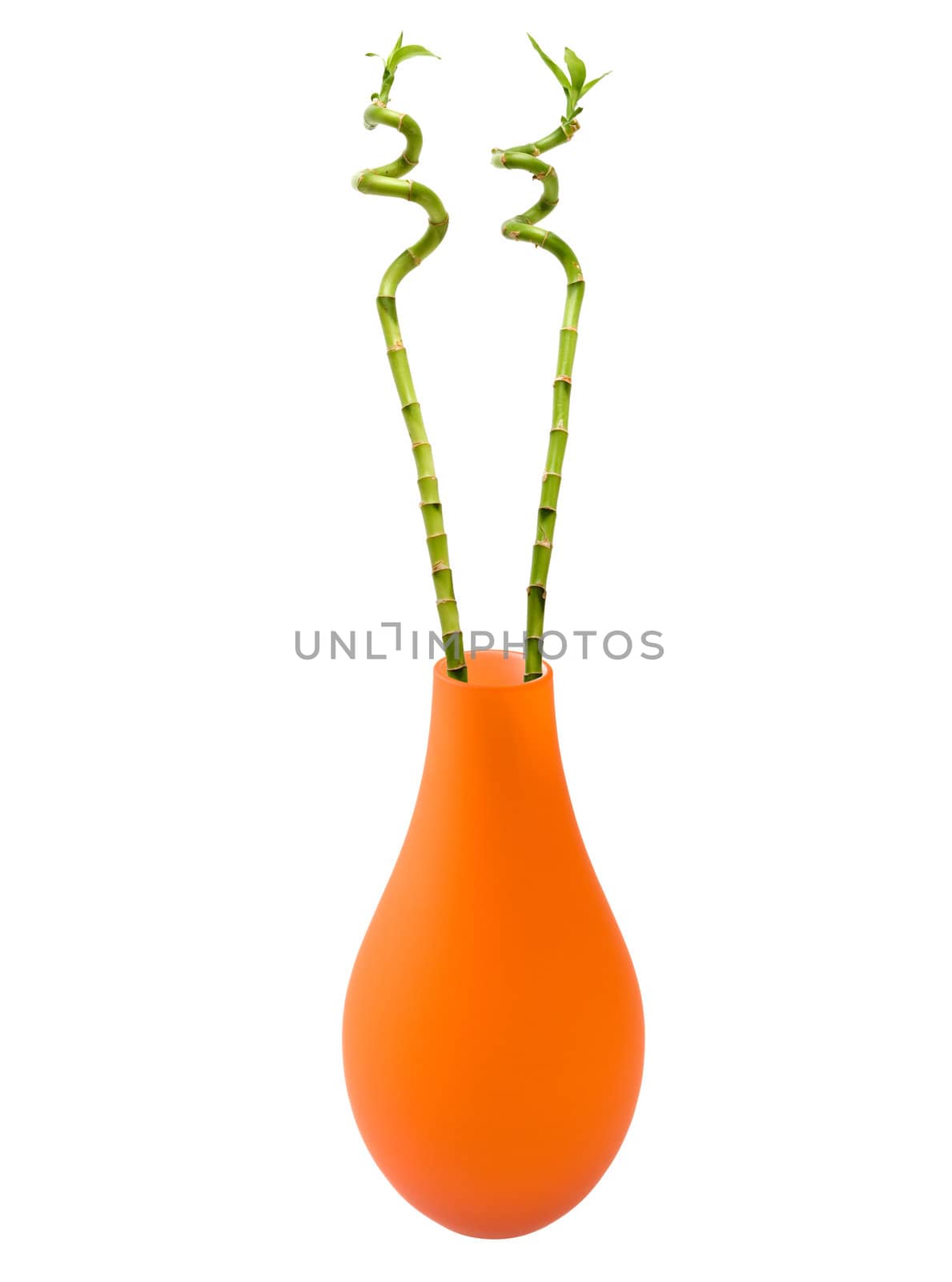 Two bamboo sticks with  new shoots growing in an orange vase isolated over white.