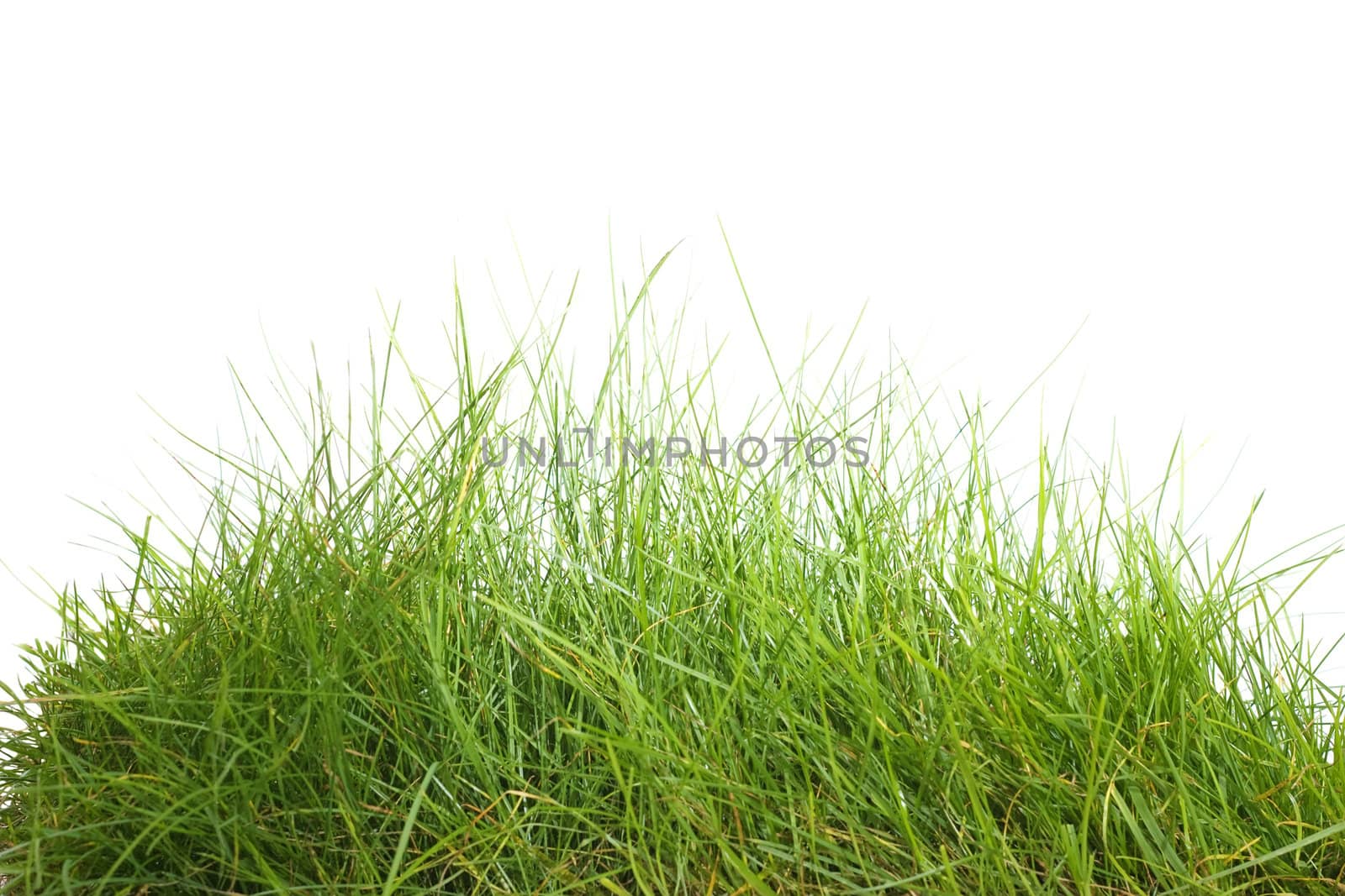 Green grass isolated on white