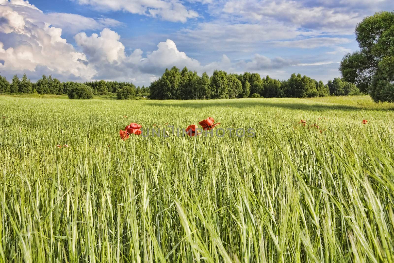 summer landscape