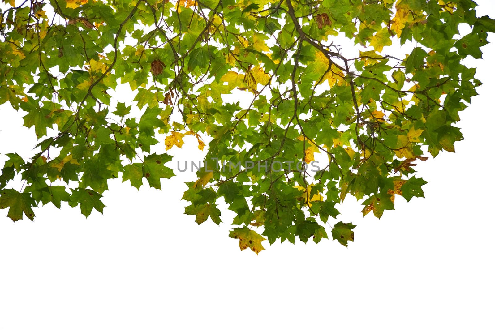 Autumn leaves isolated