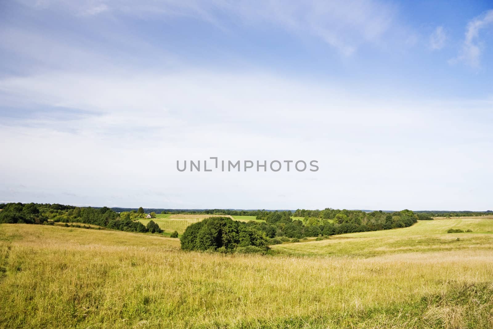 summer landscape