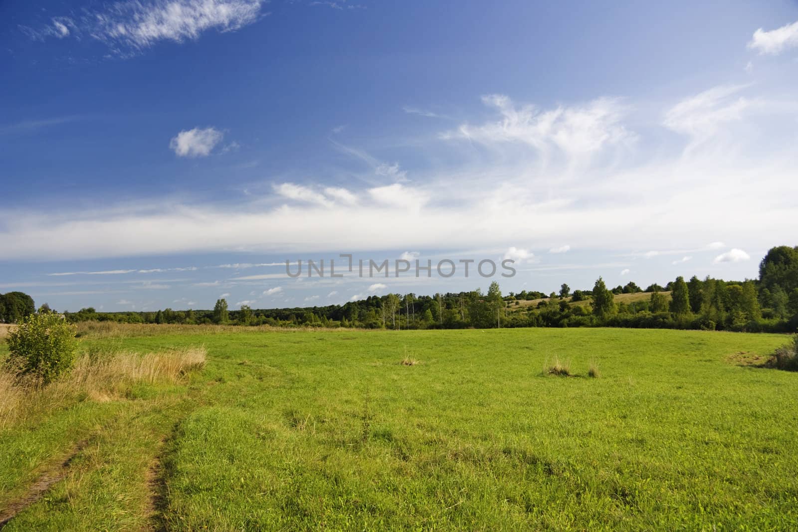 summer landscape