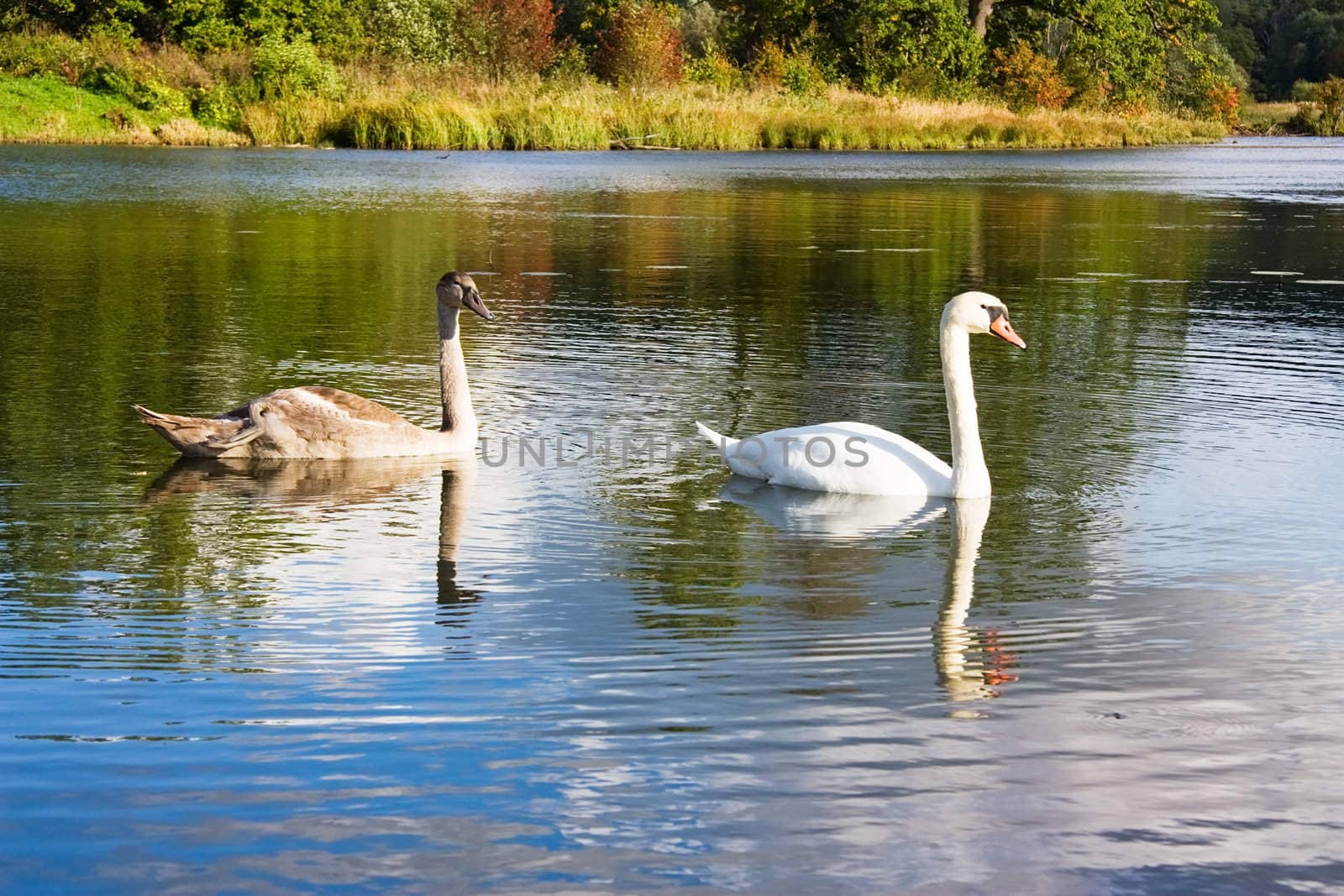 swan and young