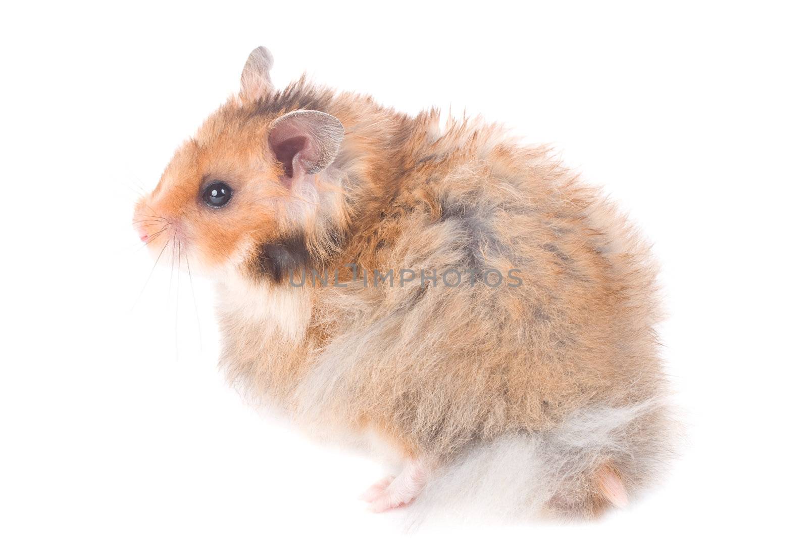 close-up small hamster, isolated on white