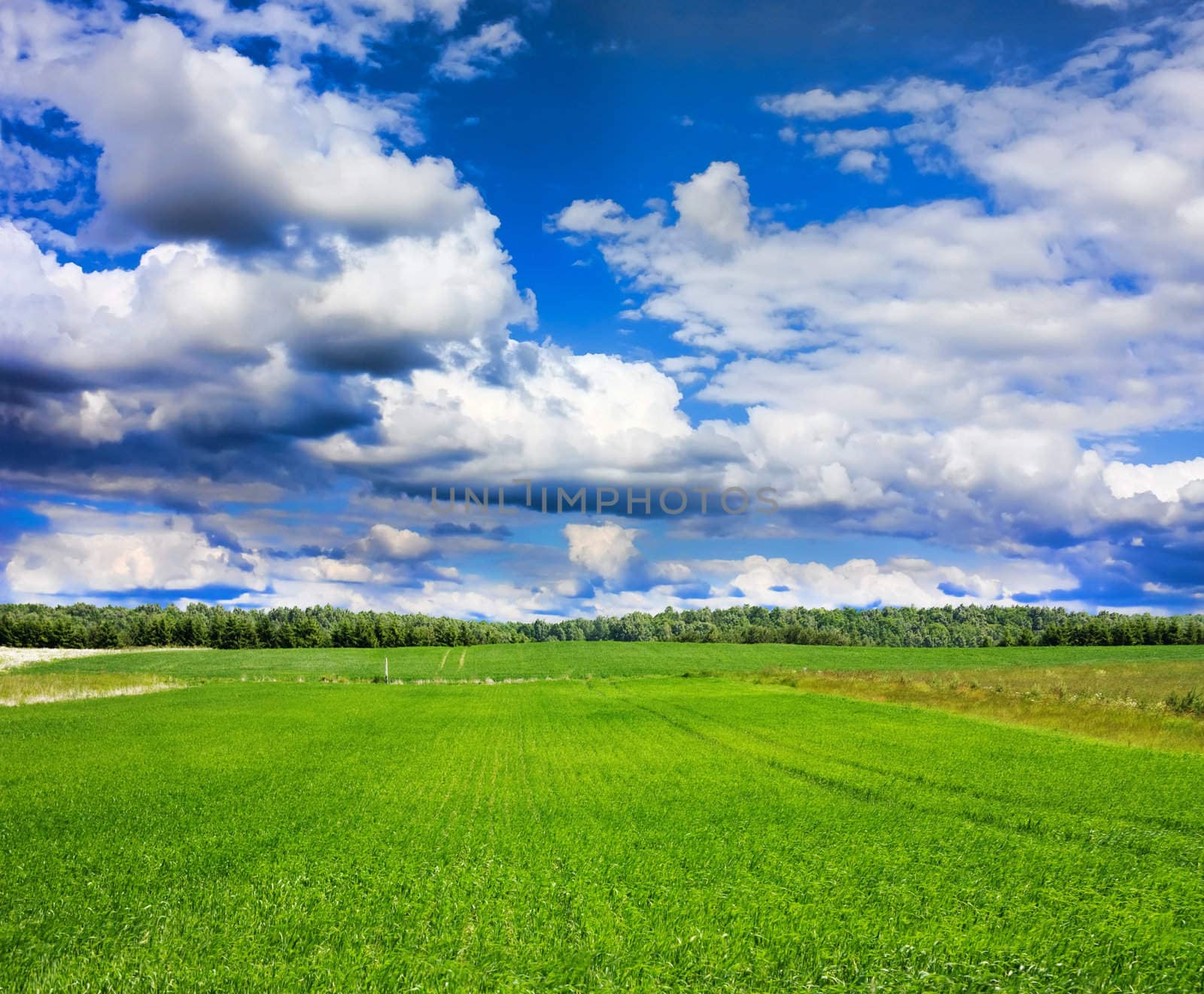 summer landscape