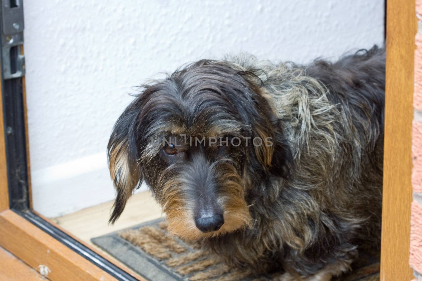Dachshund waiting for her owner to come home. by groomee