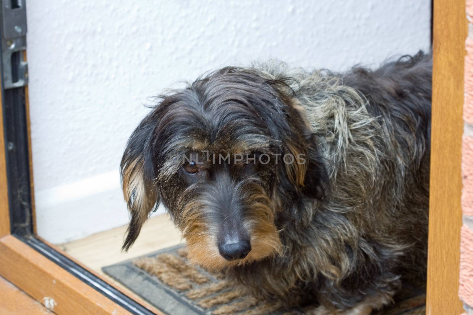 Pretty dachshund waiting on the door step for her owner.