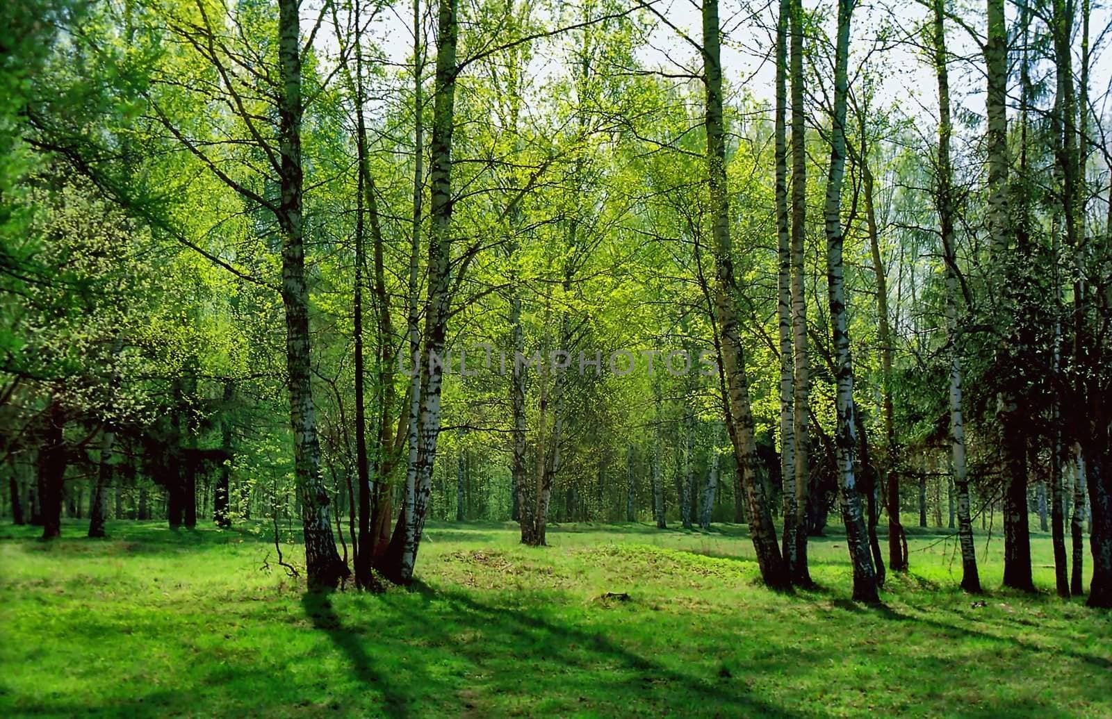 Birches in back projection in Spring