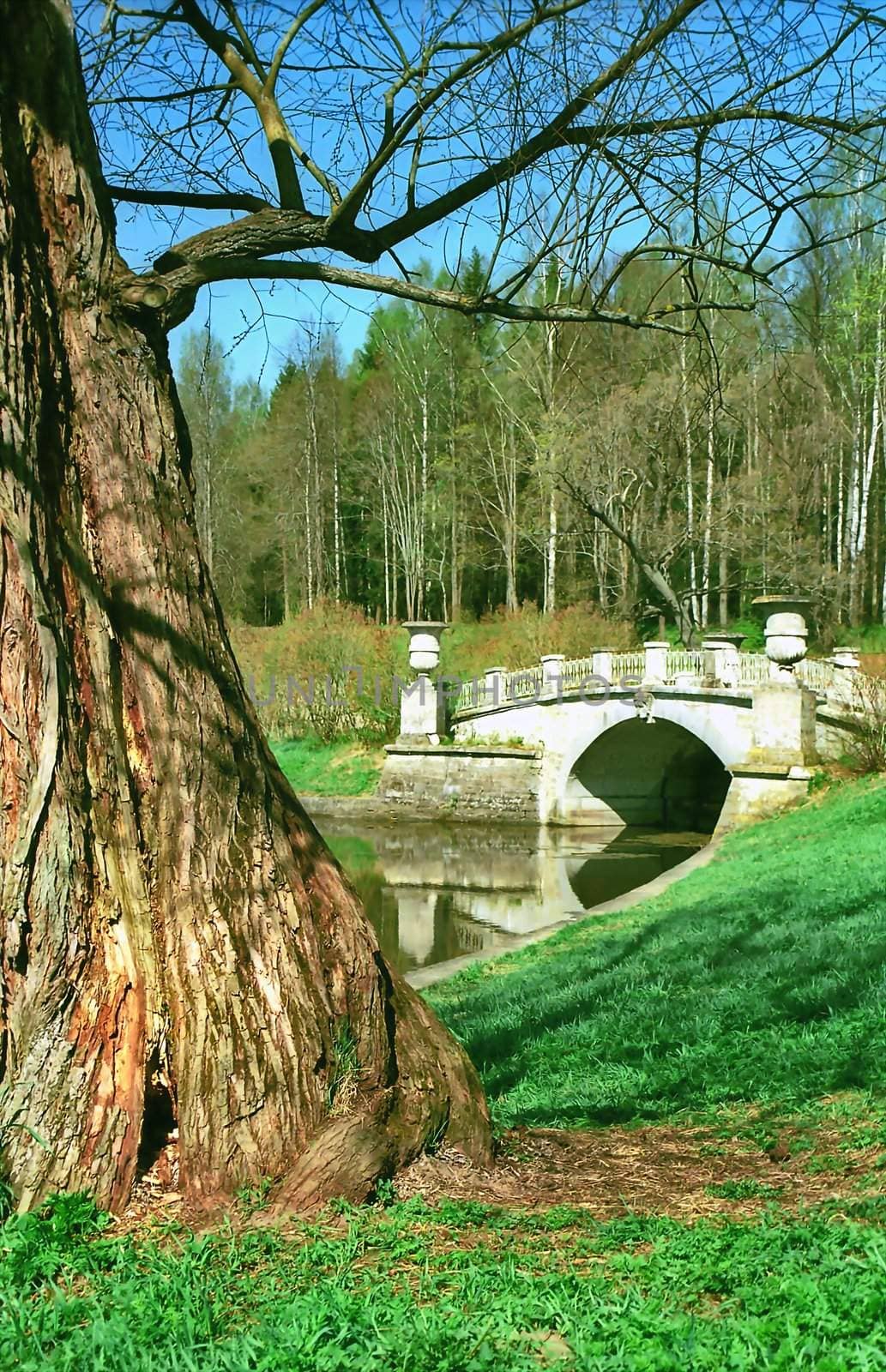 Old tree and ancient brige in the beginning of Spring