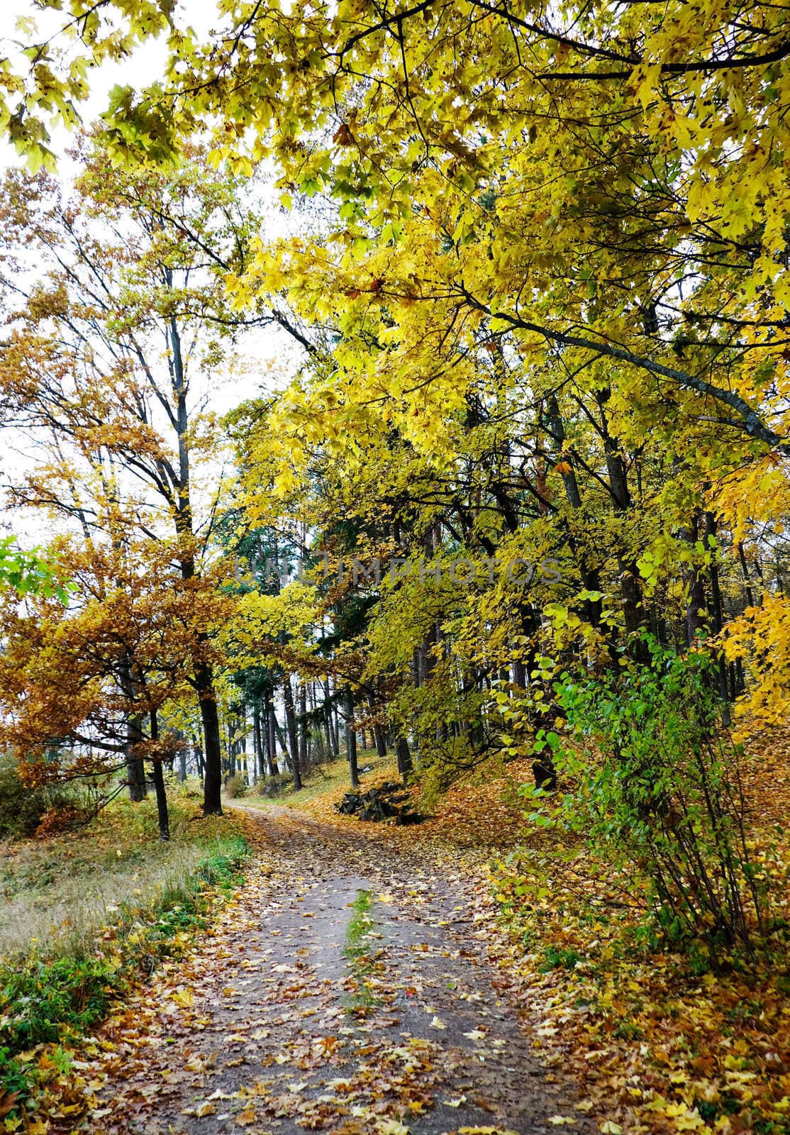 autumn park by aleksaskv