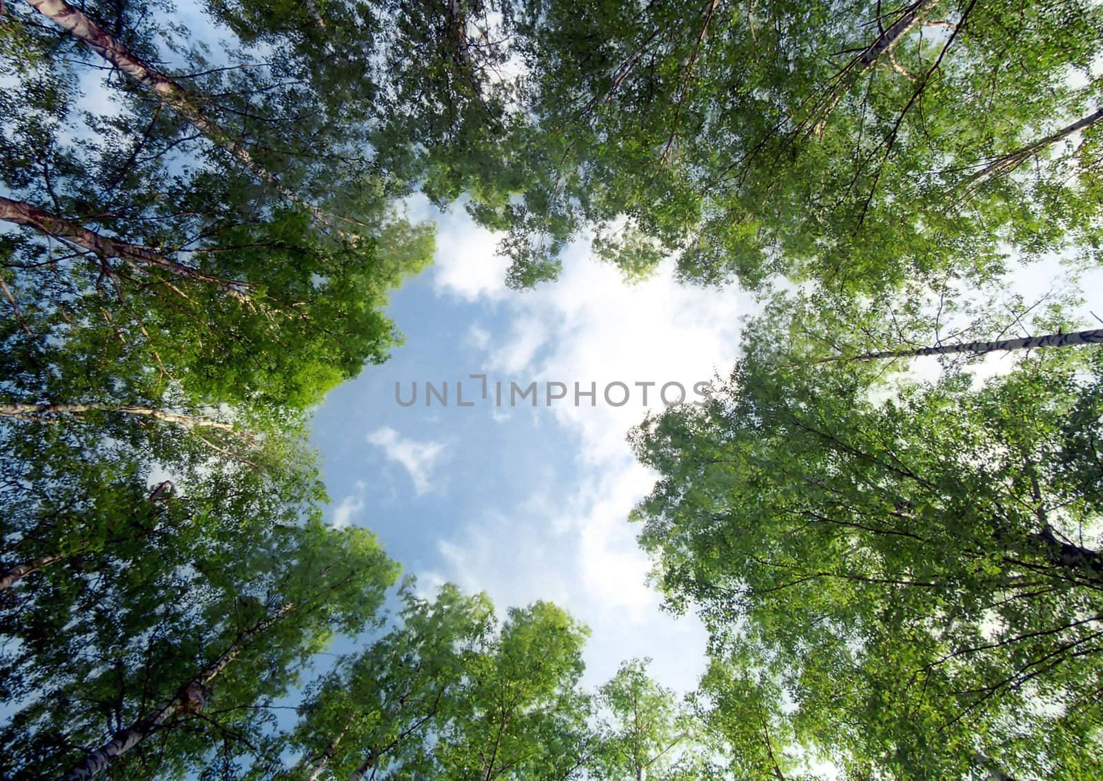 Circle of birches in Spring from below