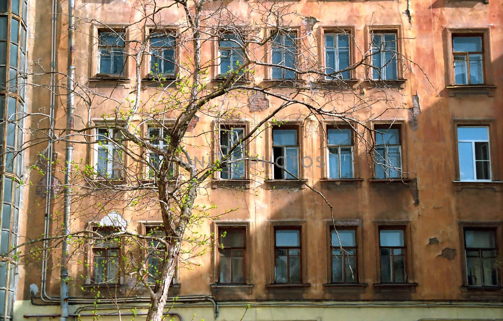 Old shabby house and the tree  by mulden