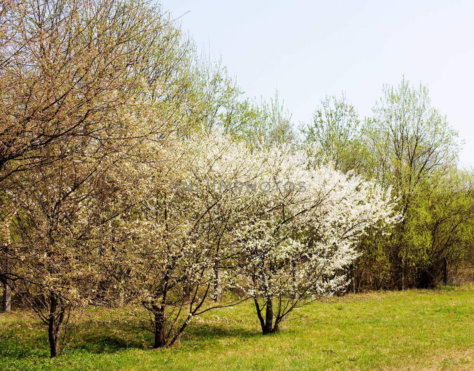 blooming garden