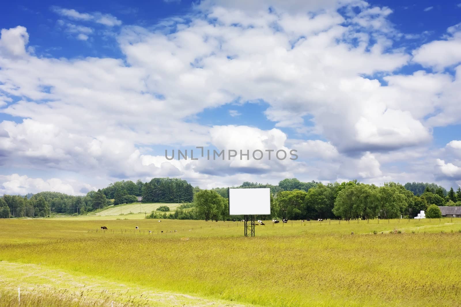 rural landscape with cows and blank billboard