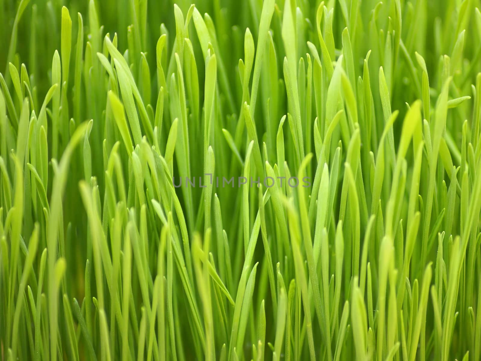 young spring grass