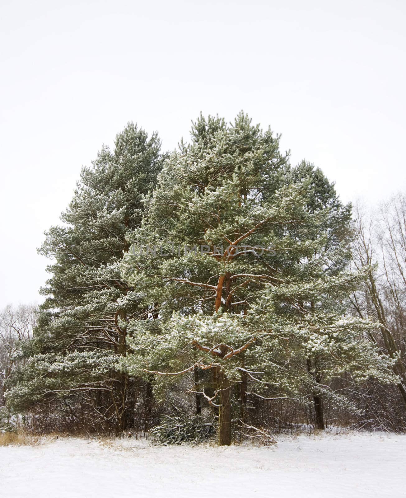 pine winter
