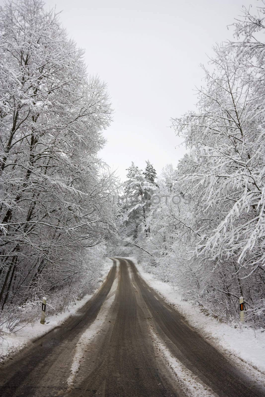 winter road through the woods