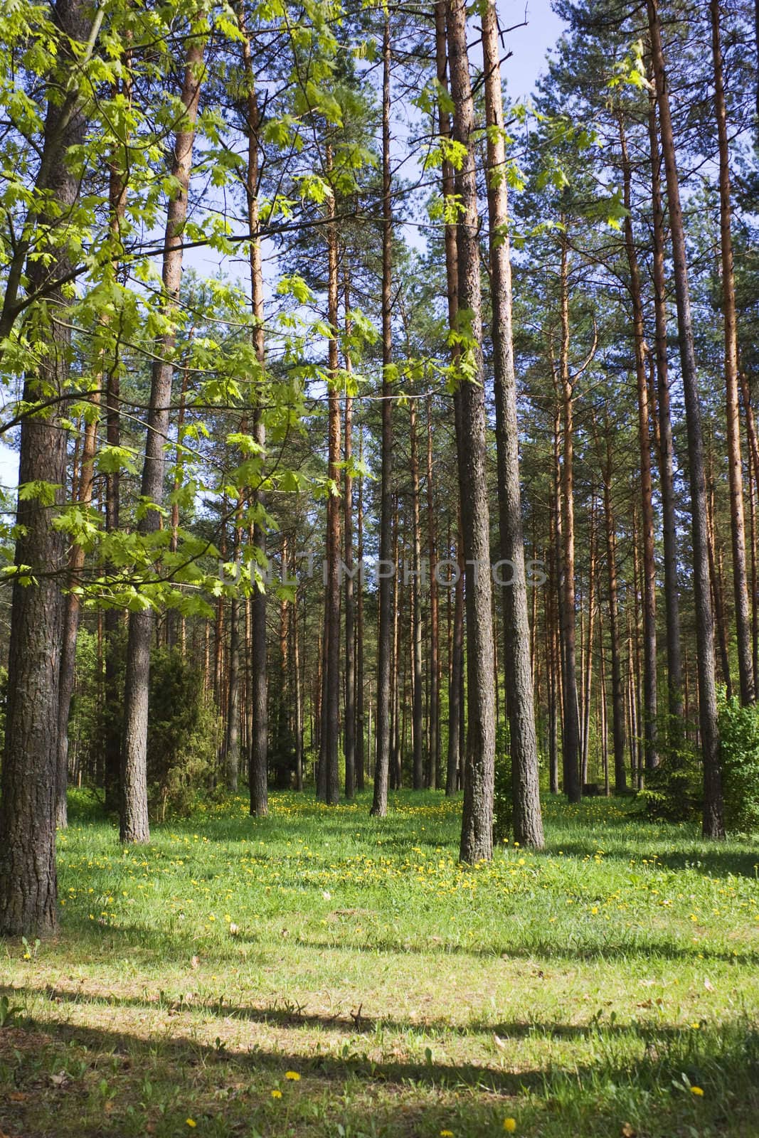 spring pinewood