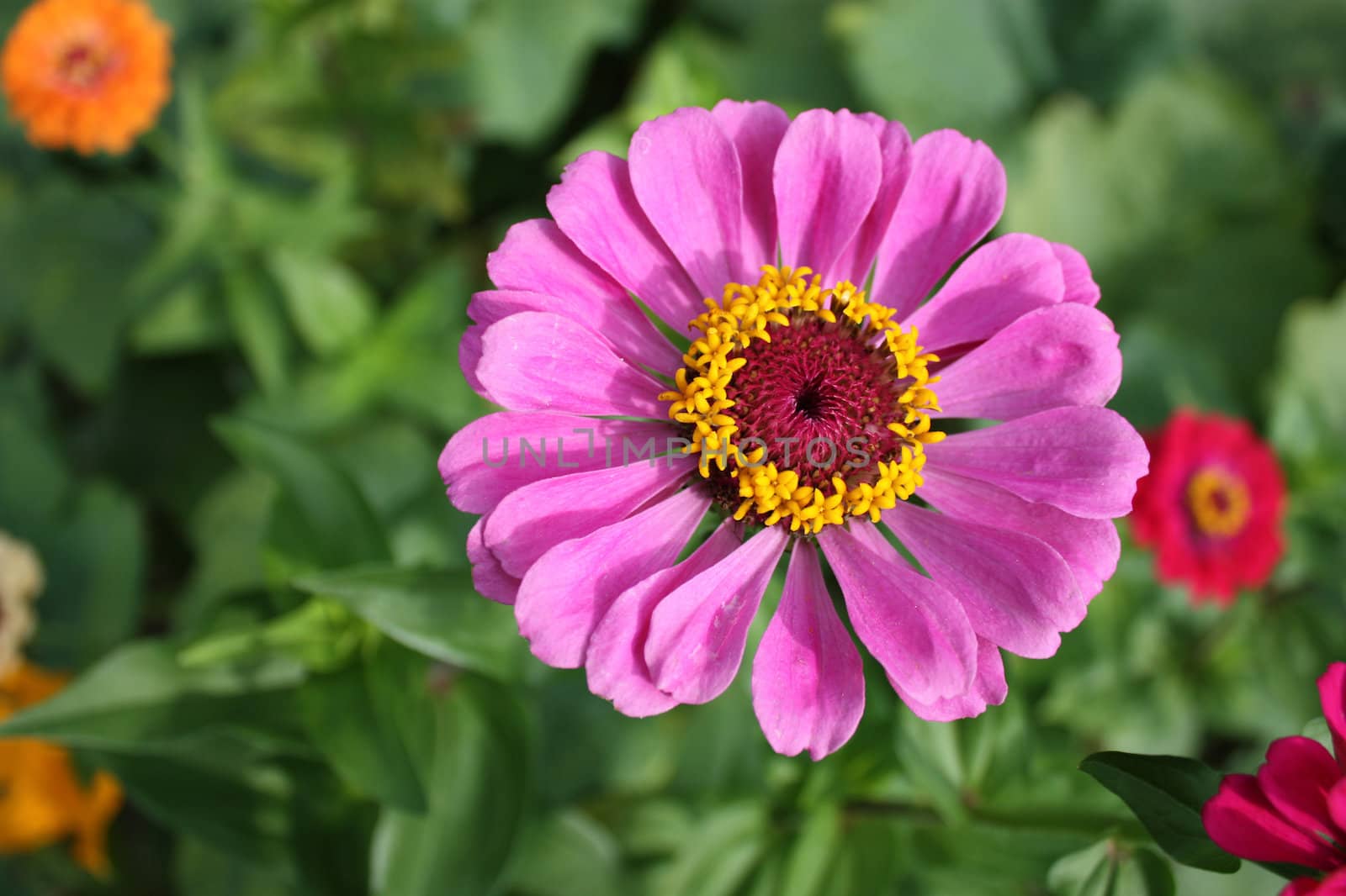 Colorful zinnia flower isolated against the softly muted shades of the other flowers in the garden